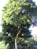 información sobre ALMENDRILLO