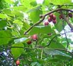 información sobre Tamarillo o Tomate de árbol
