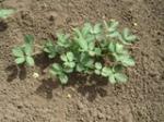 información sobre Maní - Cacahuete o Mandubí
