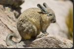 información sobre Vizcacha