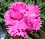 información sobre Clavel rosado