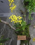 información sobre Oncidium Petal grande