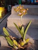 información sobre Weberbauer de Schomburgkia