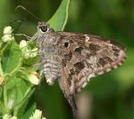 información sobre Coludo Manchas Doradas