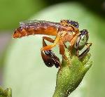 información sobre Abeja Señorita