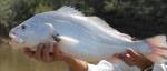 información sobre Corvina de río o Curbinata