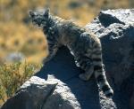 información sobre Gato Andino