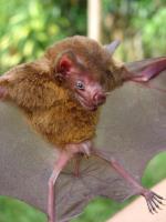 información sobre Murciélago de orejas grandes de Nicéforo
