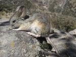 información sobre Rata chinchilla boliviana o Pericote boliviano