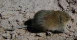 información sobre Ratón de siberia