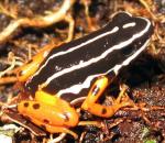 información sobre Quinquevittatus