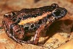 información sobre Rana andreae