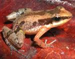 información sobre Rana brunneus