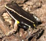 información sobre Rana femoralis