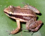 información sobre A. trilineatus