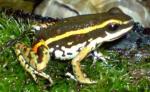 información sobre A. boehmei