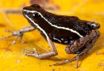 información sobre A. hahneli