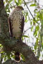 información sobre Gavilán Bicolor