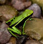 información sobre A. Trivittata
