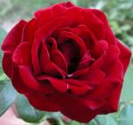 información sobre Rosa Negra
