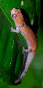 información sobre Salamandra Altamazonica