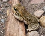 información sobre Sapo Bufo Poeppigii