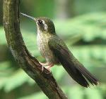 información sobre Colibrí Jaspeado