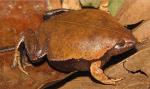 información sobre C. Geayi
