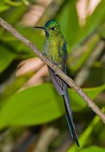 información sobre Colibrí Coludo Azul