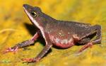 información sobre D. Minutus