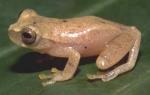 información sobre D. Riveroi