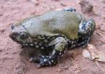 información sobre Sapito Tacurú