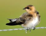 información sobre Golondrina Cabeza Rojiza