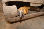 información sobre Tejón, Coatí