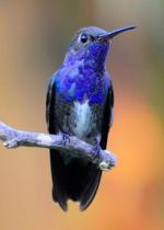 información sobre Picaflor Pecho Azul