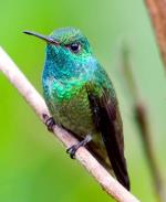 información sobre Picaflor de Capucha Azul