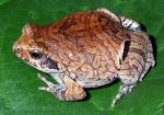 información sobre E. Nattereri