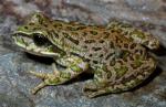 información sobre Rana Marsupial