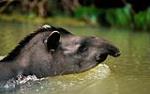 información sobre Tapir, Anta