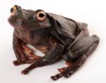 información sobre G. Testudinea
