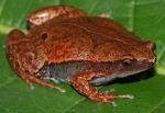 información sobre H. Boliviana