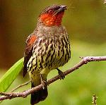 información sobre Cotinga Alirrufa