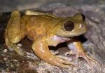 información sobre H. Armatus