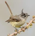 información sobre Cachudito Pico Negro o Torito