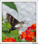 información sobre Polilla picaflor