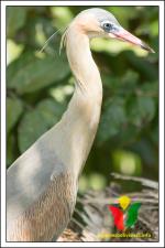 información sobre Garza Amarilla