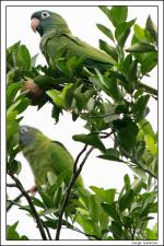 información sobre Loro choclero