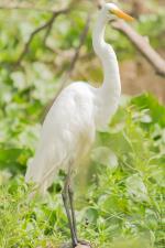 información sobre Garza blanca