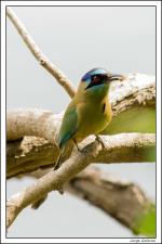 información sobre Burgo