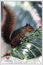 información sobre Ardilla Boliviana